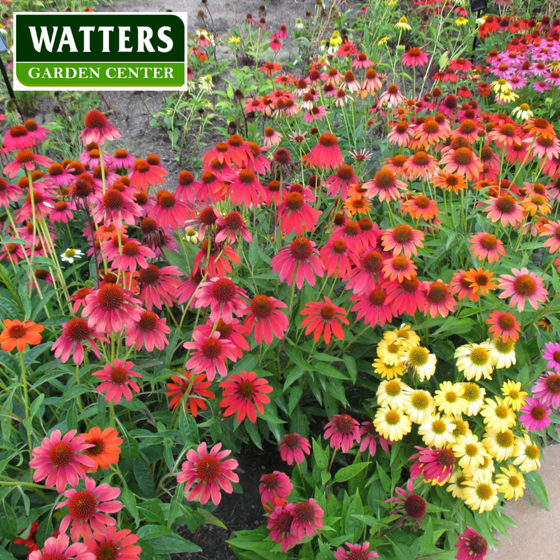 Cheyenne Spirit Echinacea in the landscape