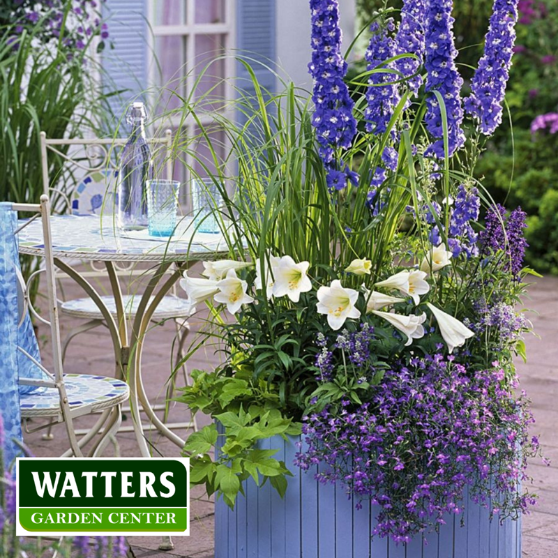 Delphinium  in a container on a patio