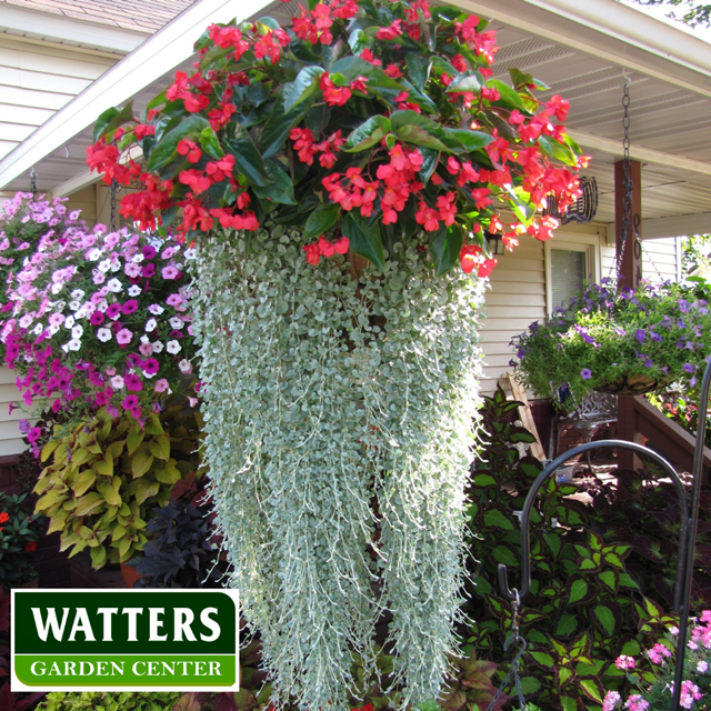 Dichondra - Every large combined basket requires something to balance the brightly colored flowers, and Dichondra has it all. Tiny heart-shaped leaves grow on long, trailing stems of silver, providing an excellent backdrop for bright-colored flowers. Dichondra is virtually immune to mildew.

