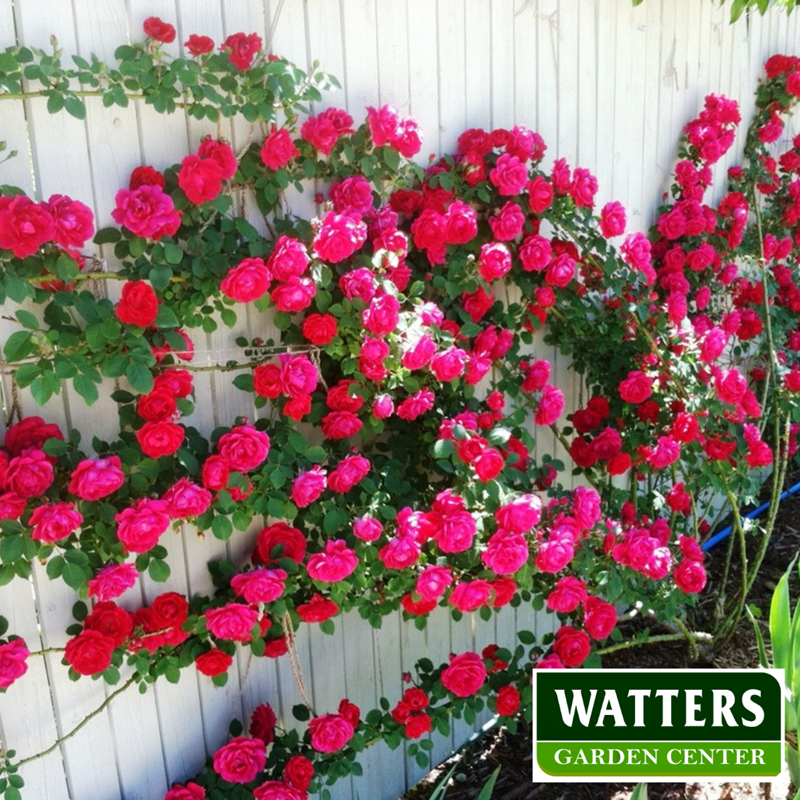 roses planted along a fence