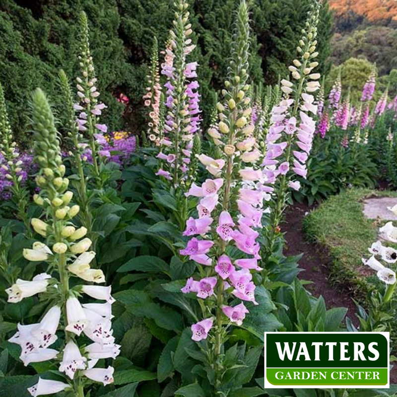 Foxglove Digitalis purpurea in the garden