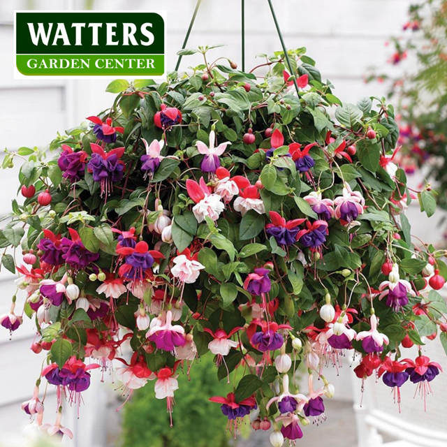 Fuchsia - These little divas drape, spill and dangle bell-shaped flowers in lots of colors, shapes, and sizes. 