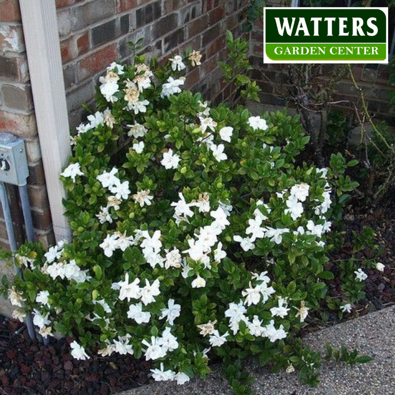 Frostproof Gardenia  in the landscape