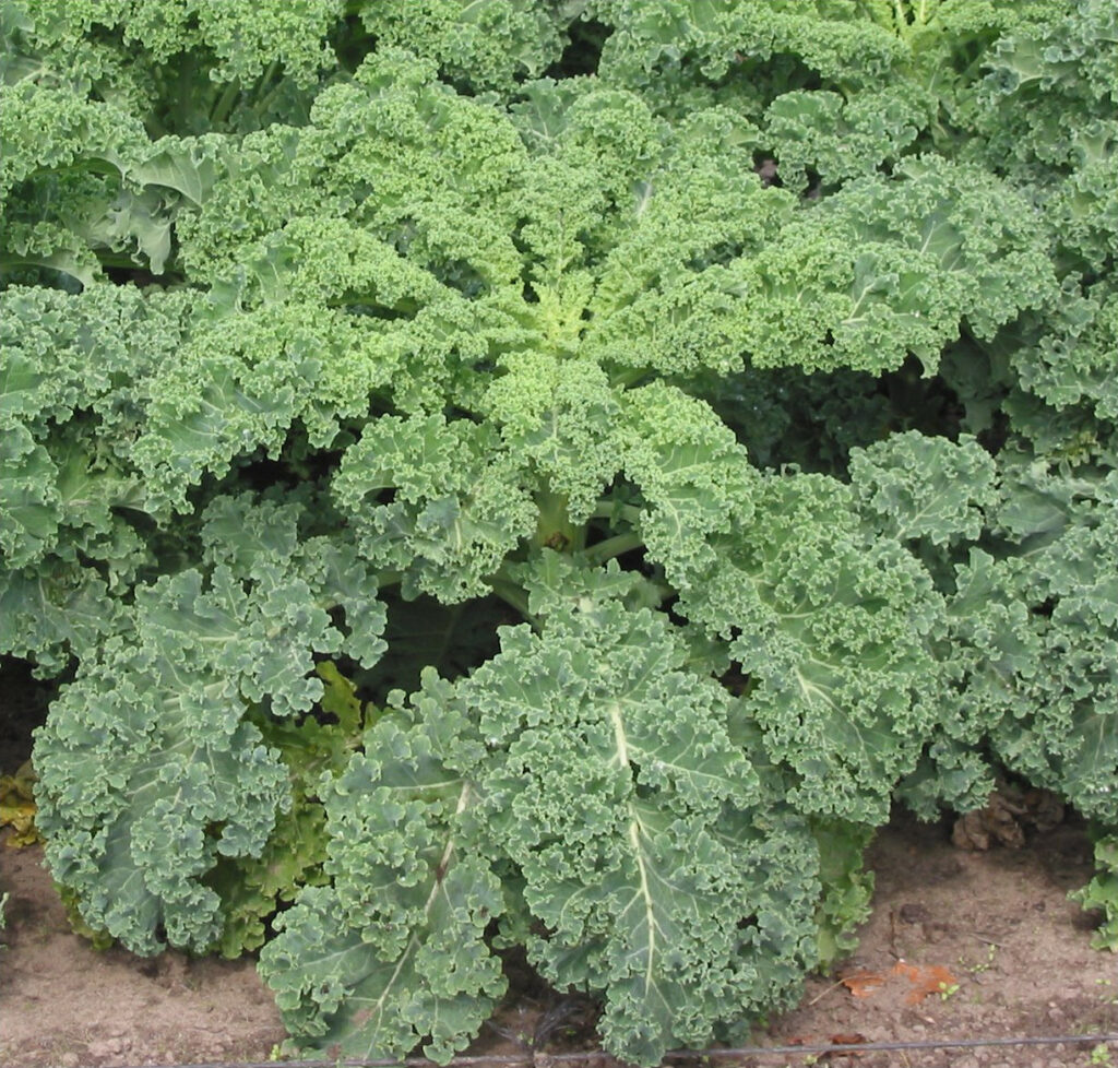Kale Brassica oleracea)
