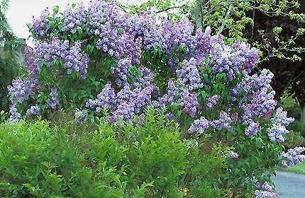 Lilac Bushes Syringa