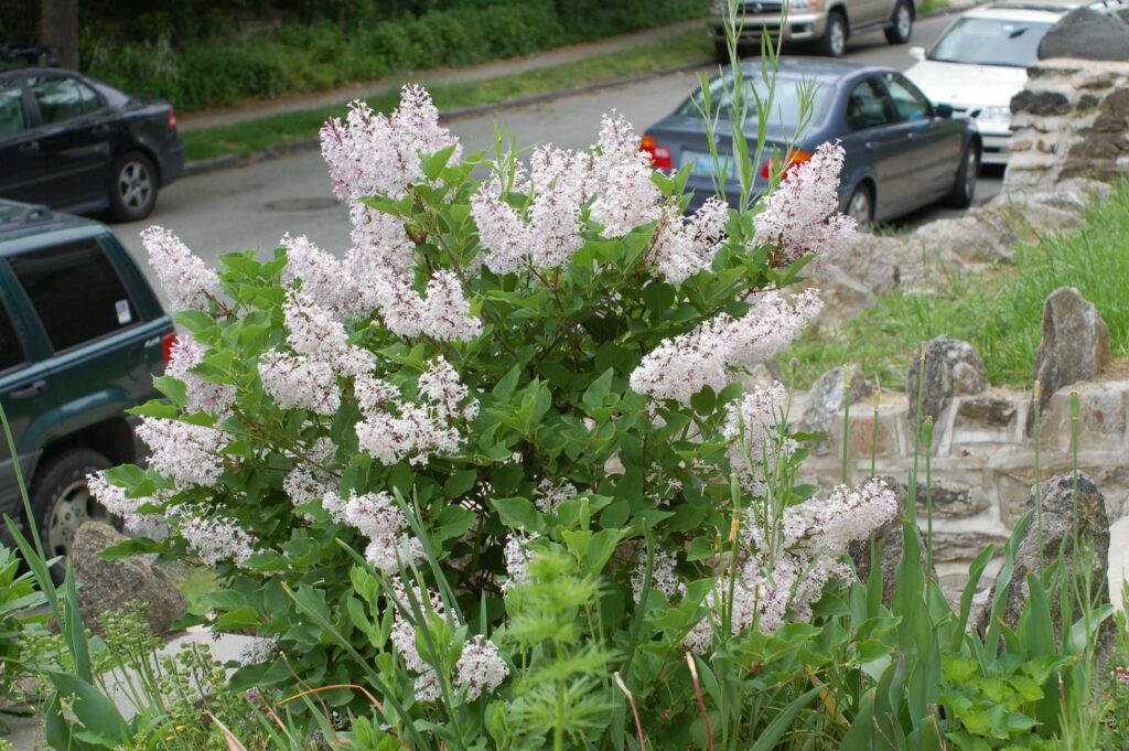 Lilac Syringa in the Landscape