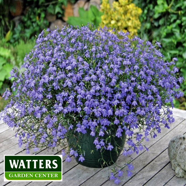 Lobelia richardii has narrow, dark oval leaves hidden by masses of blue flowers that continue blooms through fall. 