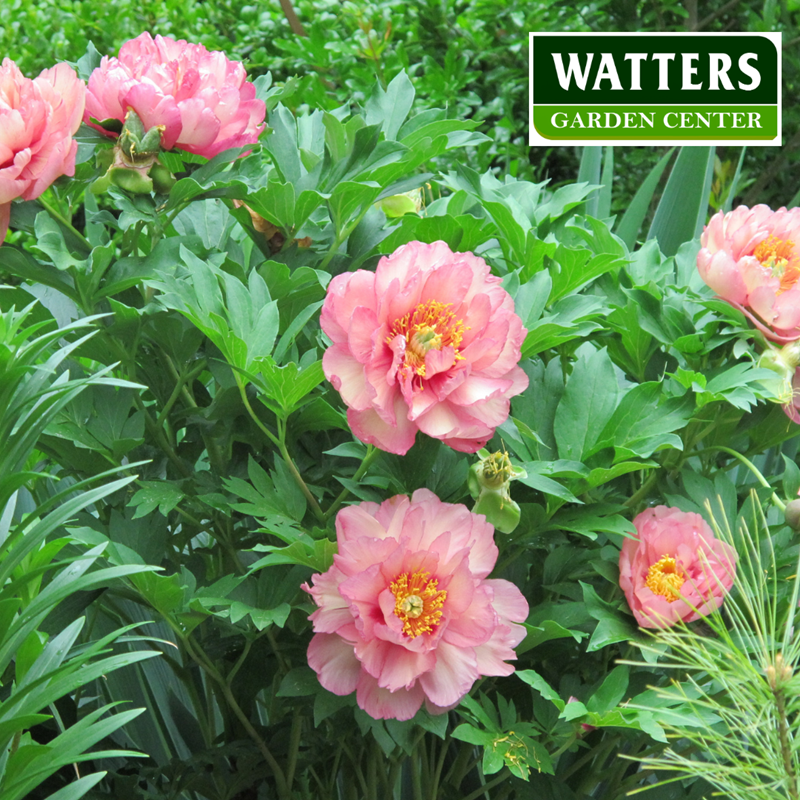 Peony Paeonia in the Garden