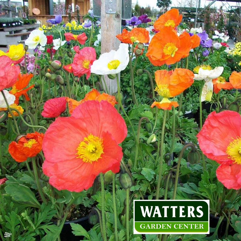 Iceland Poppy in the garden