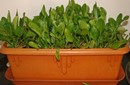 Spinach Spinacia oleracea