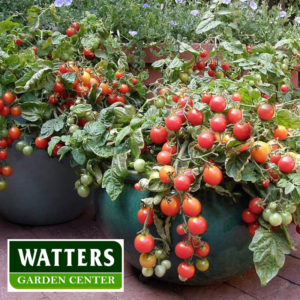 tomatoes in a container