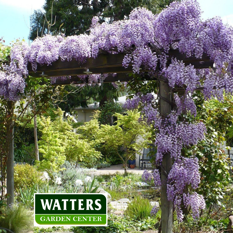 Wisteria growing on an arbor
