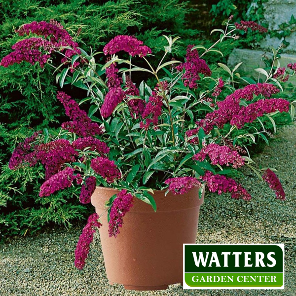 Butterfly Bush in a  container