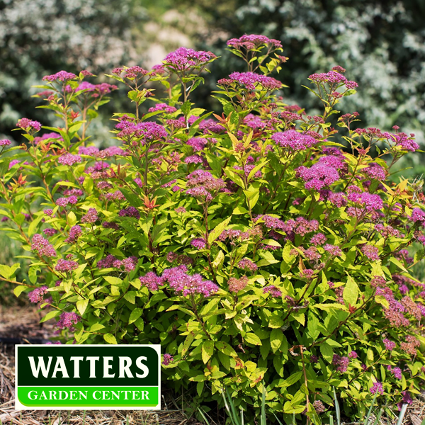 spirea flowering shrub