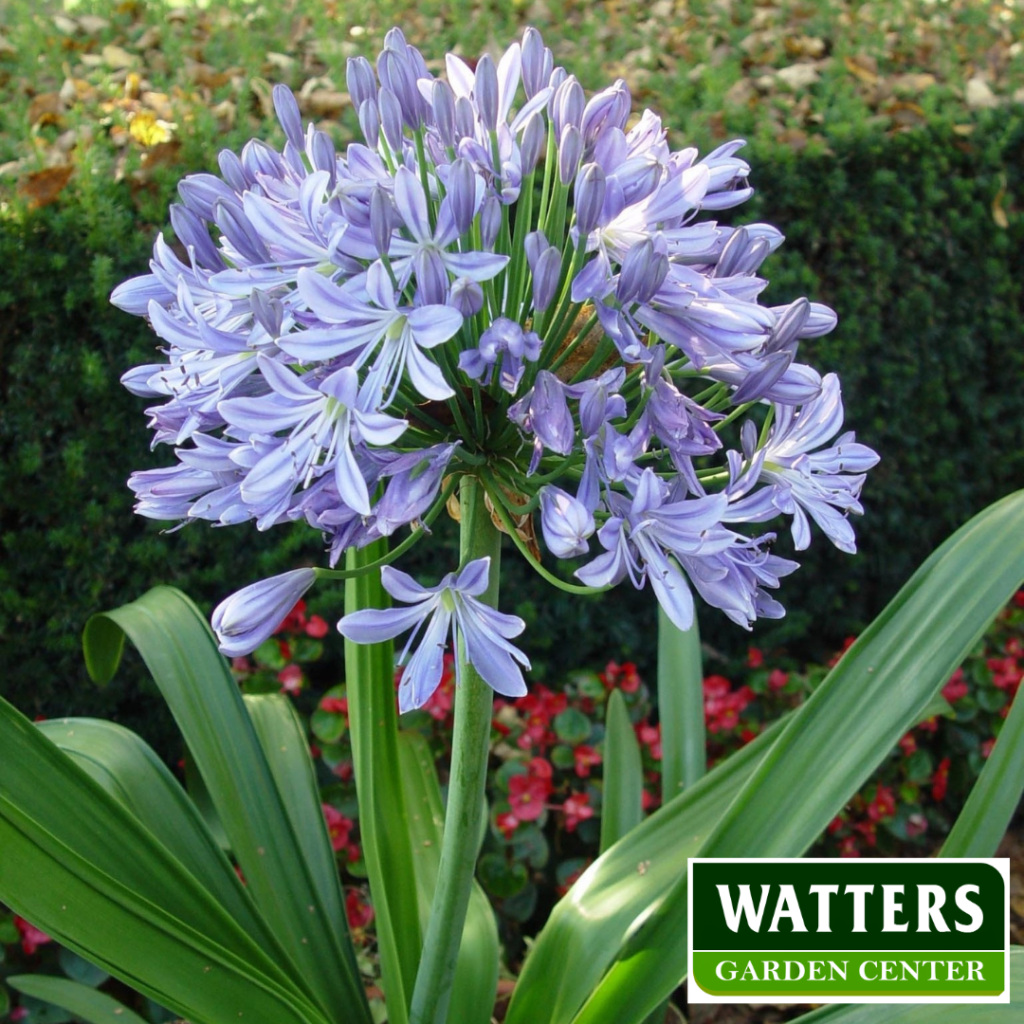 African Lily or Lily of the Nile in the landscape Agapanthus africanus)