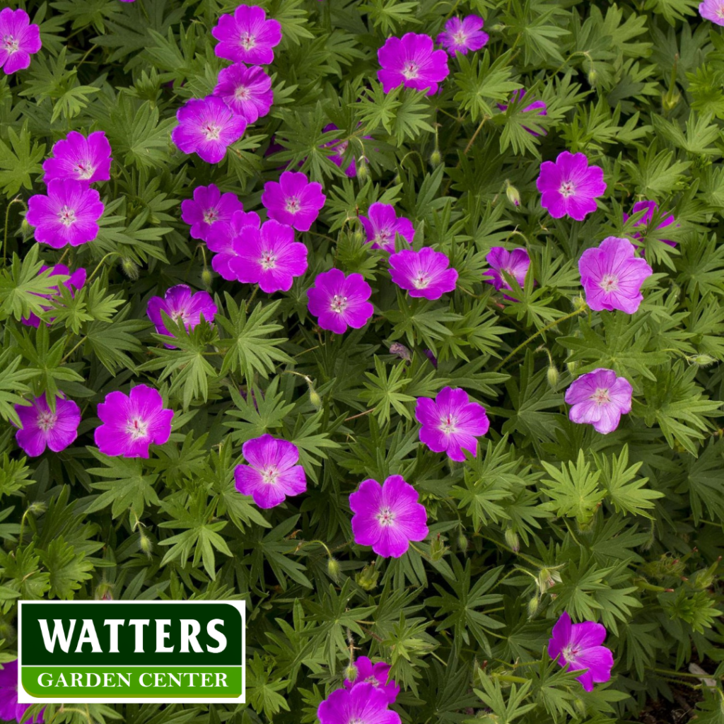 Bloddy Cransebill Geranium sanguineum blooming in the landscape