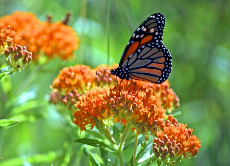 7 Flowers to Save Monarch Butterflies - Watters Garden Center