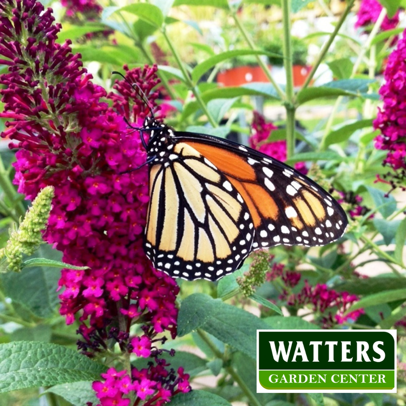 Butterfly on a butterfly bush Buddleia davidii