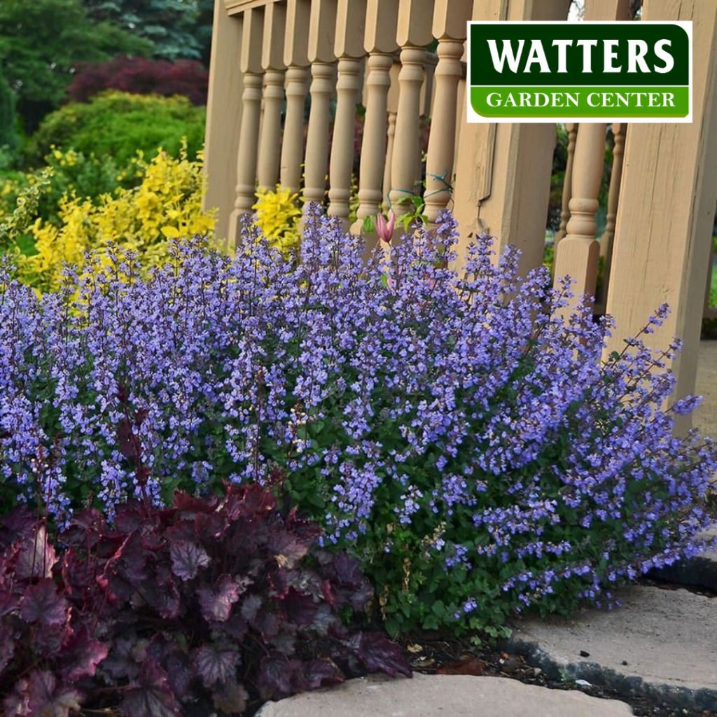 Catmint, or Nepeta flowering in the garden