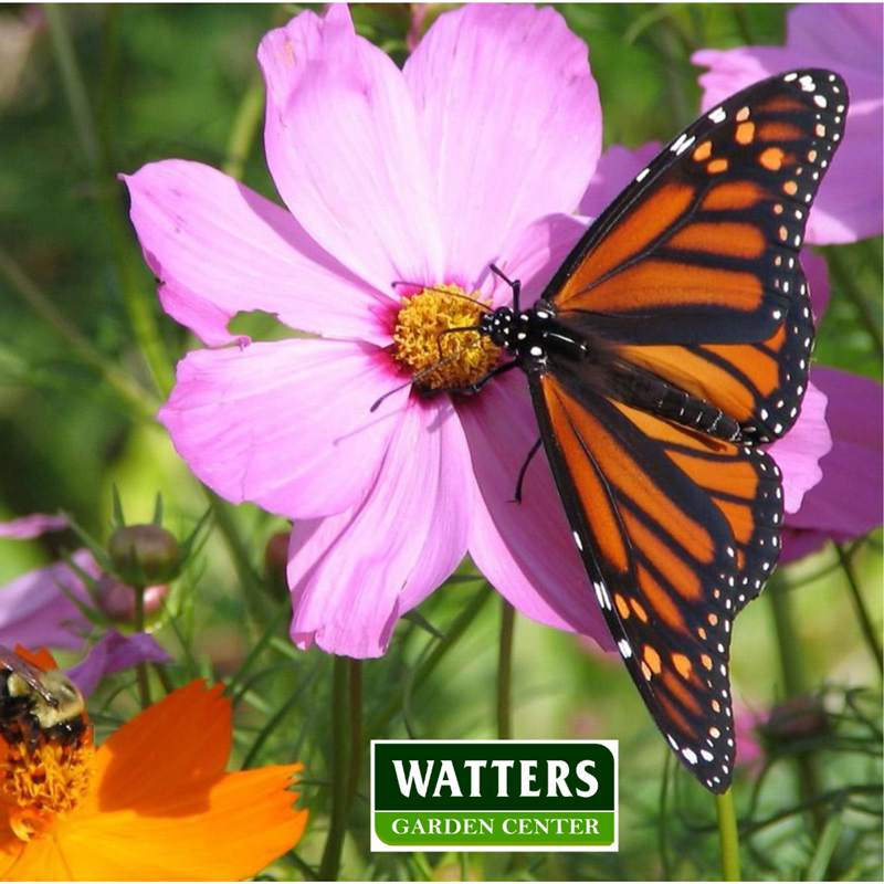 Butterfly on a Cosmos flower Cosmos bipinnatus