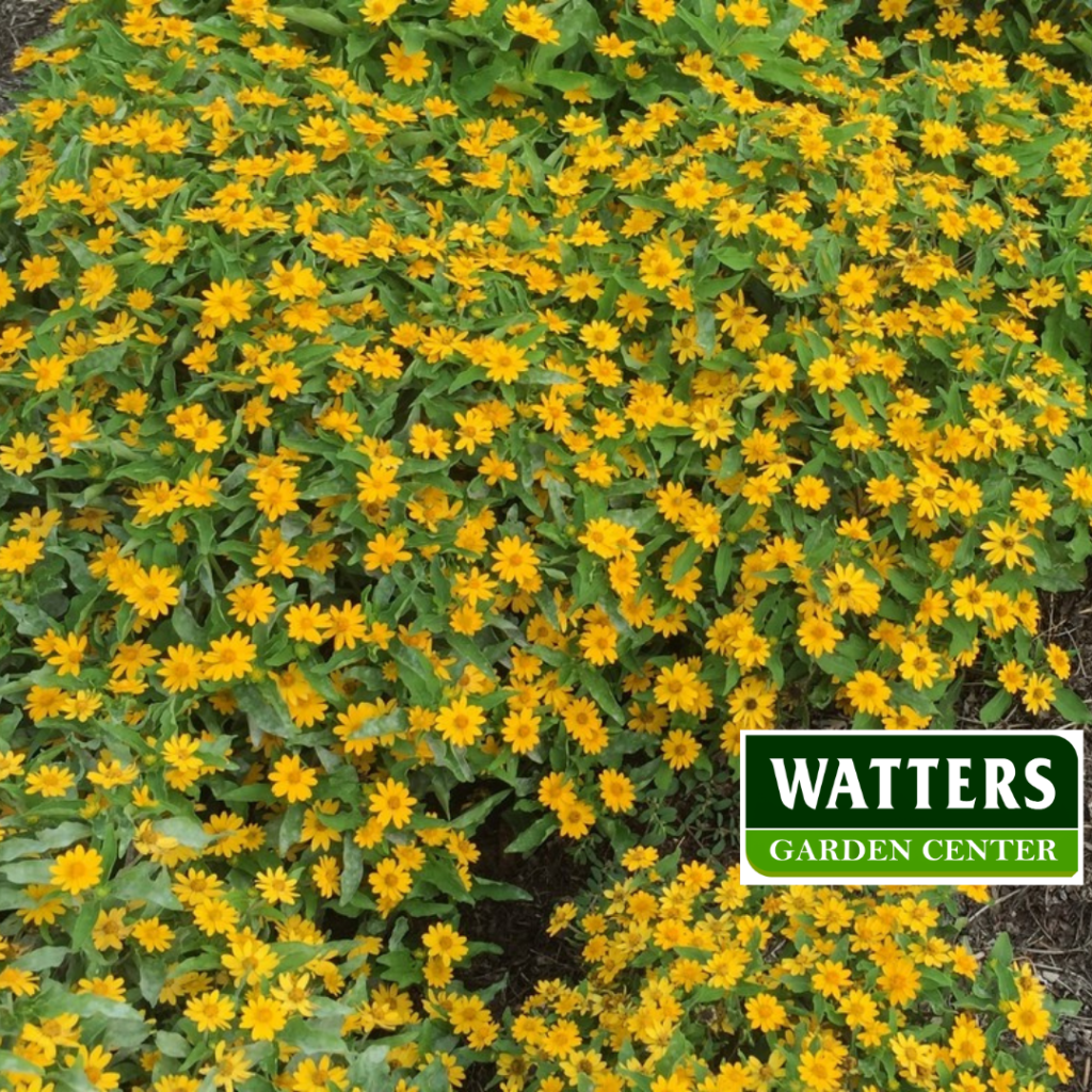  Butter Daisy Melampodium divaricatum blooming in the landscape