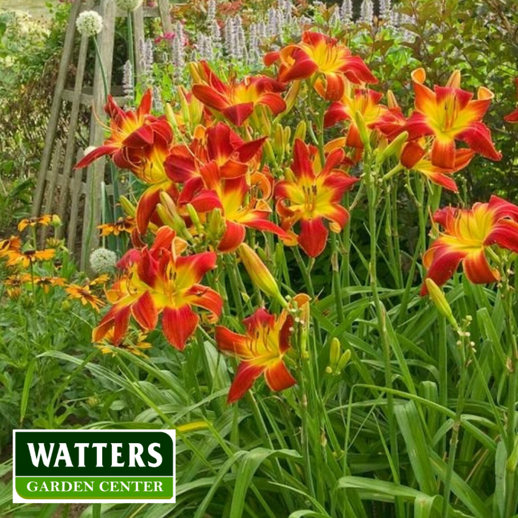 Daylily Blooms in the lasndscape Hemerocallis