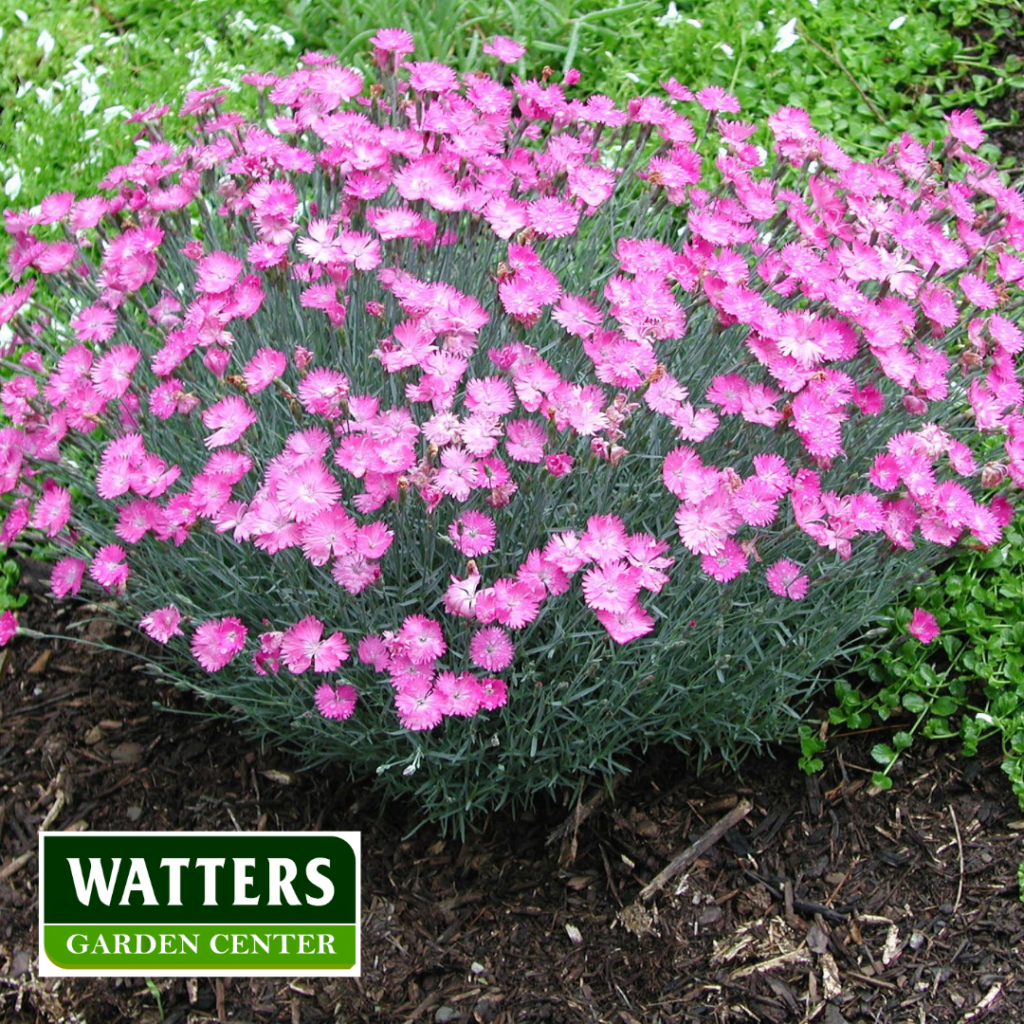 Dianthus caryophyllus or Carnation blooming in the Garden