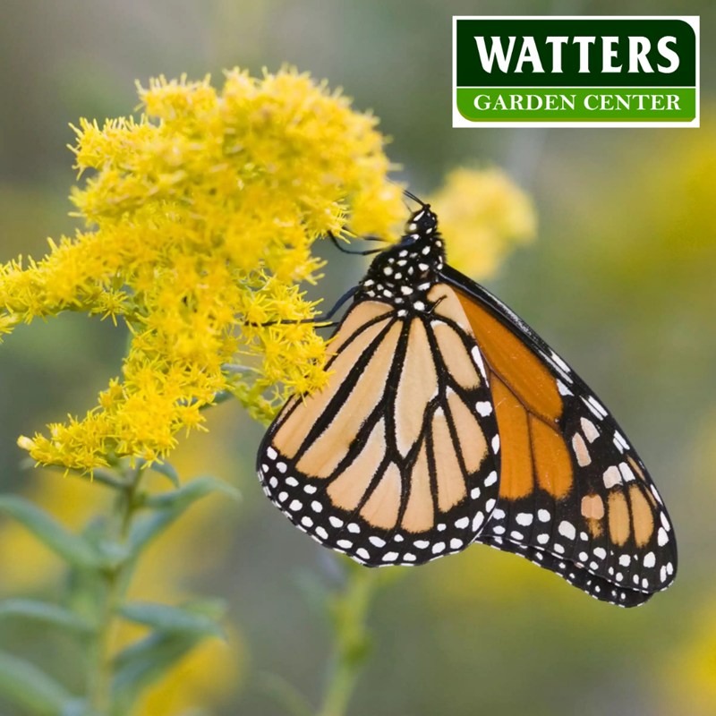 Butterfly feeding on a Goldenrod bush