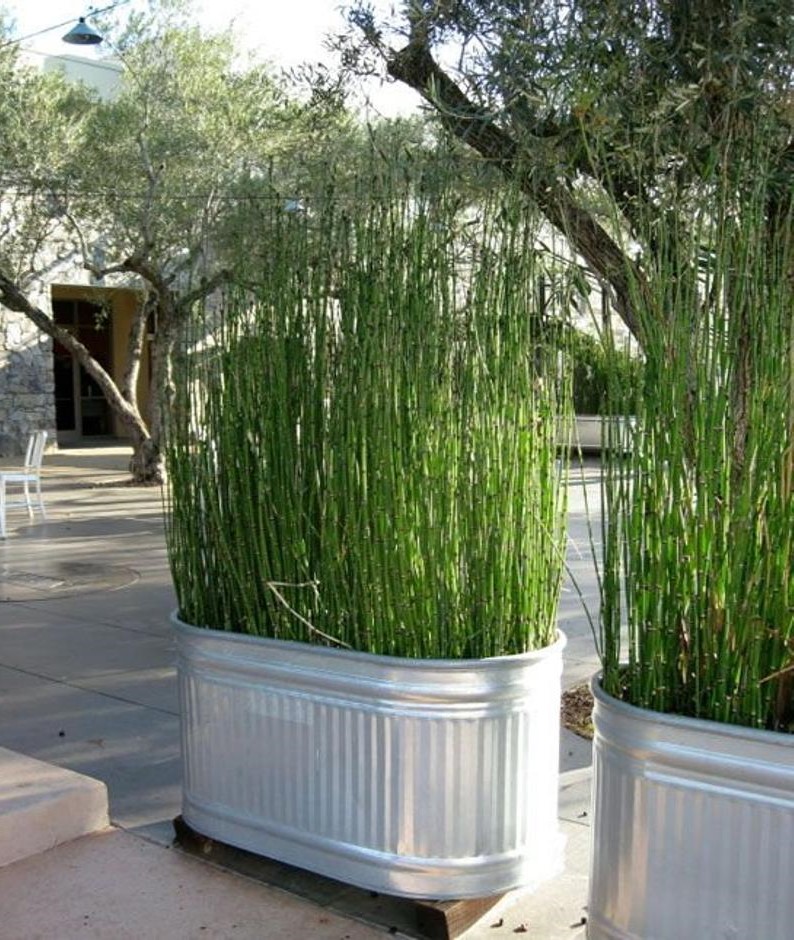 Grass on the Patio in a stock tank container