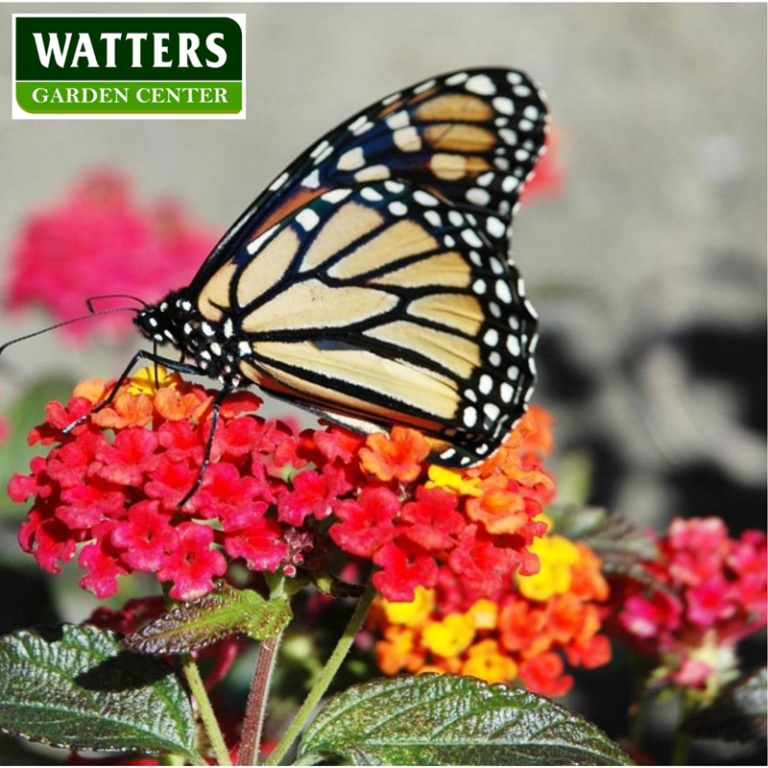 7 Flowers to Save Monarch Butterflies - Watters Garden Center
