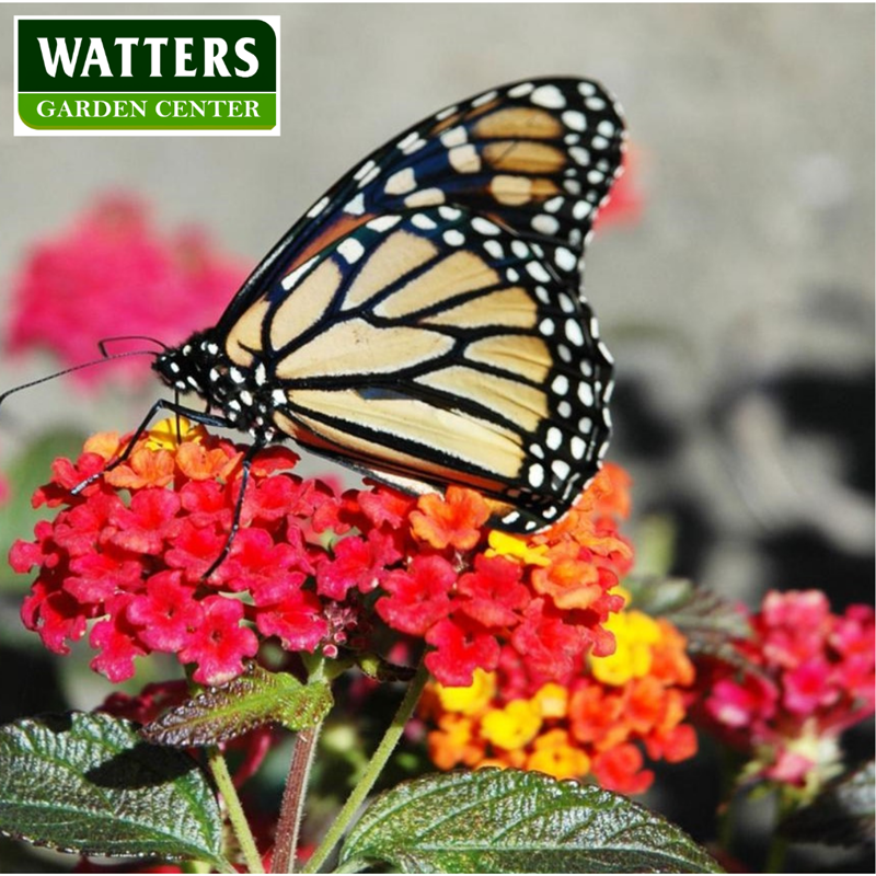 Butterfly on Lantana Plant Lantana camara