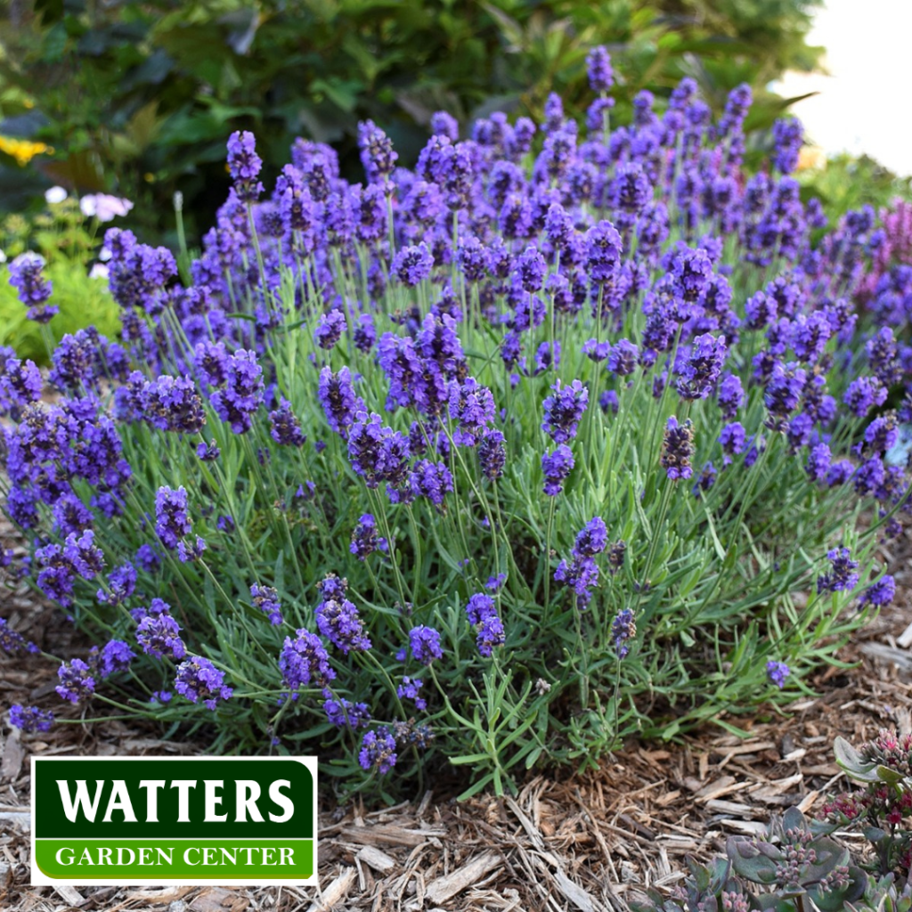 Lavender in bloom in the landscape