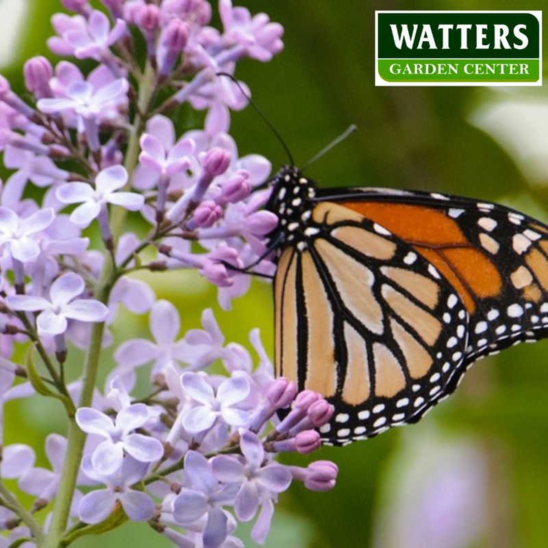 Butterfly on a Lilac Syringa