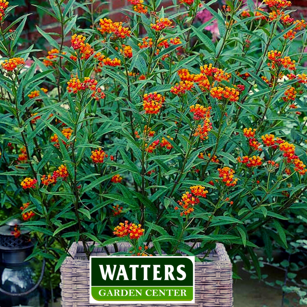 Milkweed in a container
