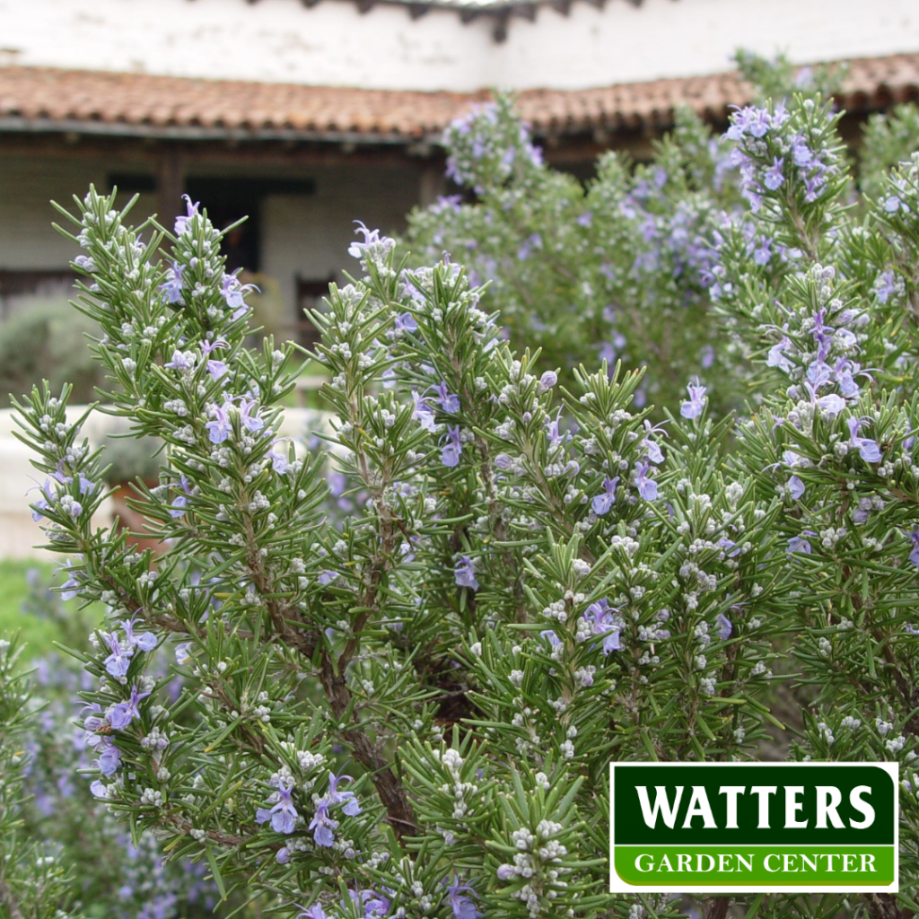  Rosemary or  Salvia rosmarinus blossoms in the landscape