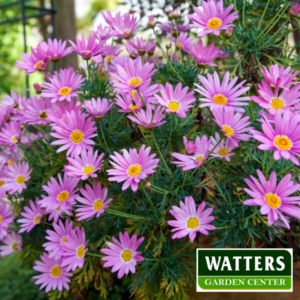 Asters Asteraceae in bloom in the landscape