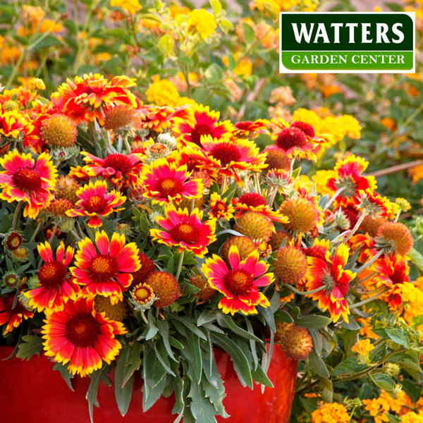 Blanket Flower, Gaillardia blooming in a container 