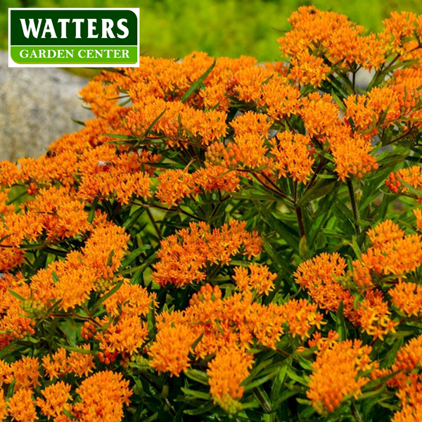 Butterfly weed asclepias in bloom
