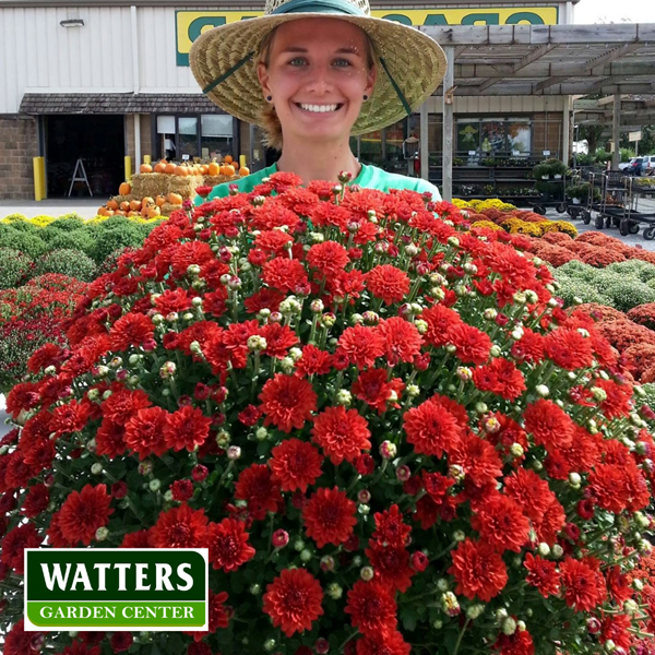 Woman holding a Mum, Chrysanthemum in bloom 