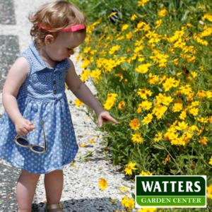 granddaughter along a path with Coreopsis Coreopsideae Tickseed