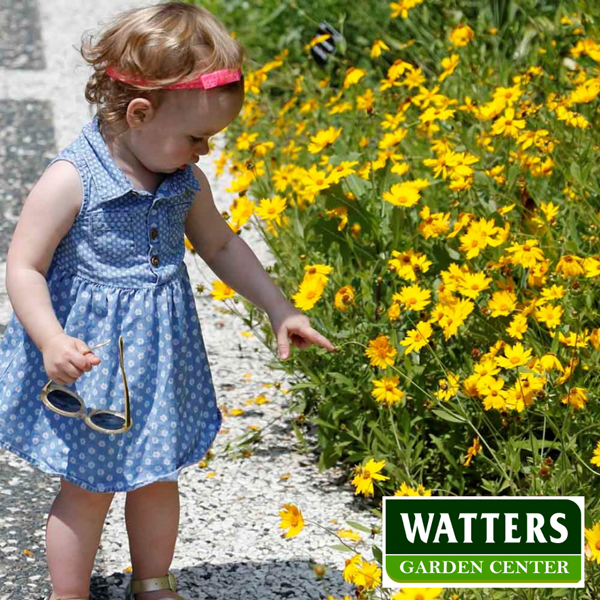 granddaughter along a path with Coreopsis  Coreopsideae Tickseed 