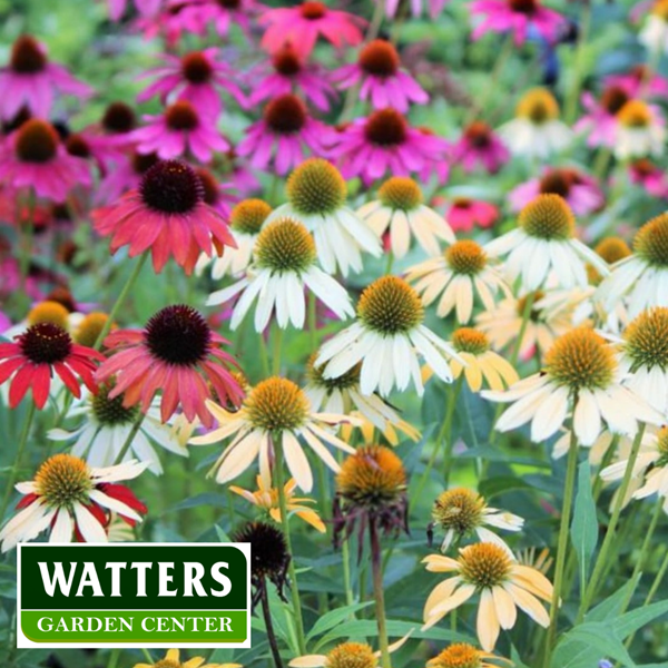 Coneflower Echinacea Blooms in the garden