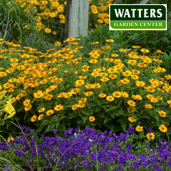 False Sunflower, Heliopsis blooming in the garden