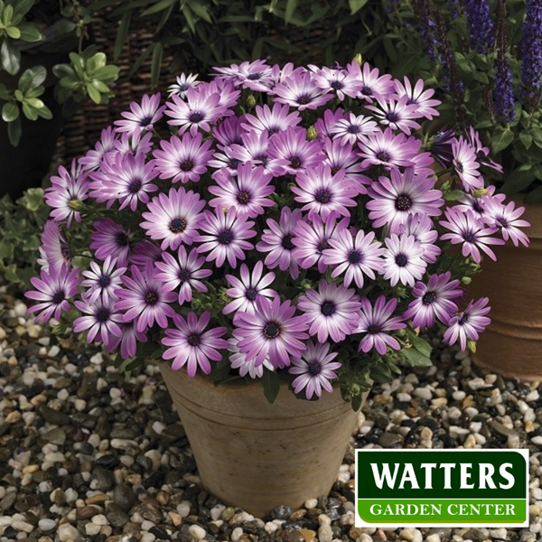 African Daisies, Osteospermum blooming in a contaier