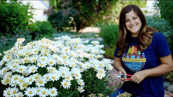 Shasta Daisy, Leucanthemum flower garden answers Laura