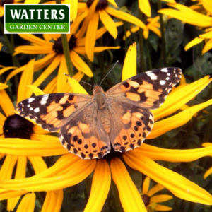 Black-eyed Susan Rudbeckia hirta with a butterfly on blooms