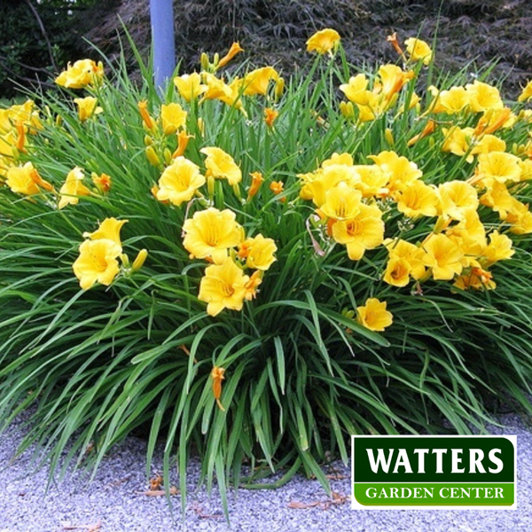 Daylily, Hemerocallis planted by a walkway