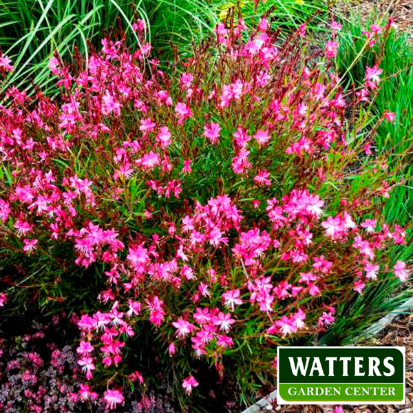 Passionate Rainbow Gaura b;ooms in the landscape