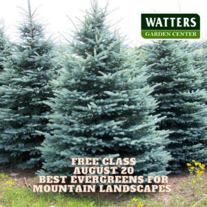 Aug 20 Best Evergreens for Mountain Landscapes