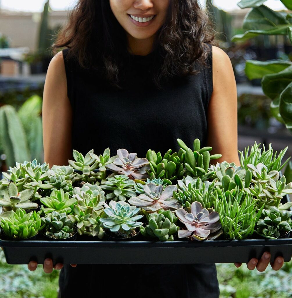 Flower succulent in tray in hand